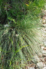Festuca alpestris