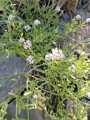 Cakile maritima
