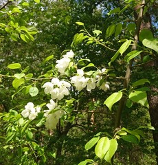 Pyrus ussuriensis