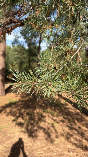 Pinus sylvestris, photograph 2