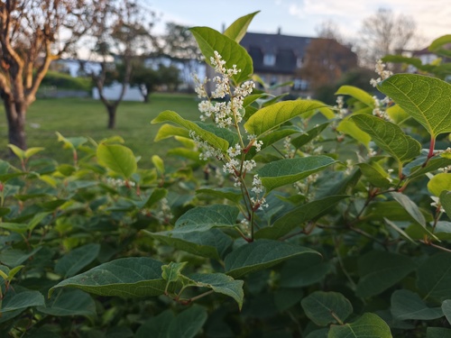Reynoutria japonica
