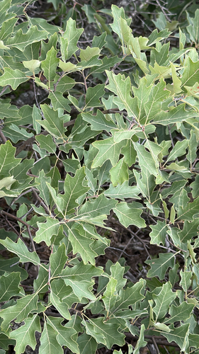 Quercus ilicifolia