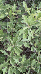 Quercus ilicifolia