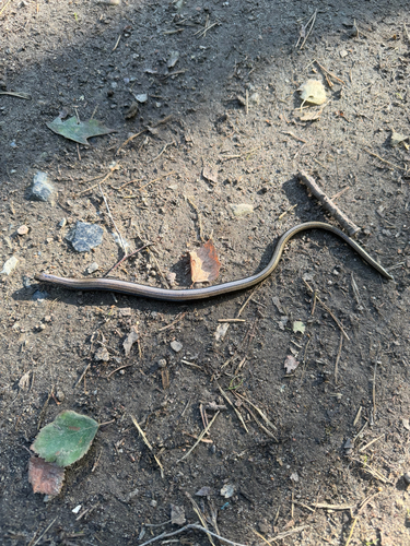 Common Slowworm