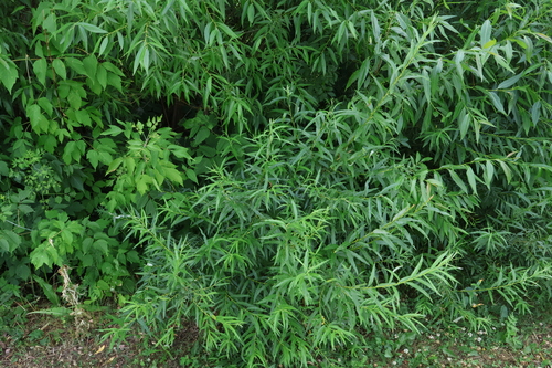 Salix viminalis, photograph 3