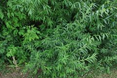 Salix viminalis, photograph (c) Мирослав Соболев, some rights reserved (CC BY)