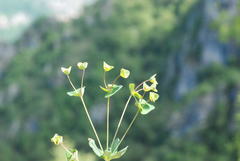 Euphorbia variabilis