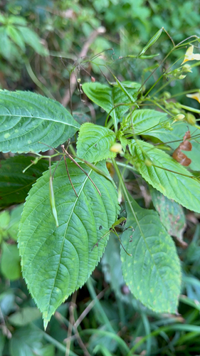 Impatiens parviflora, photograph 2