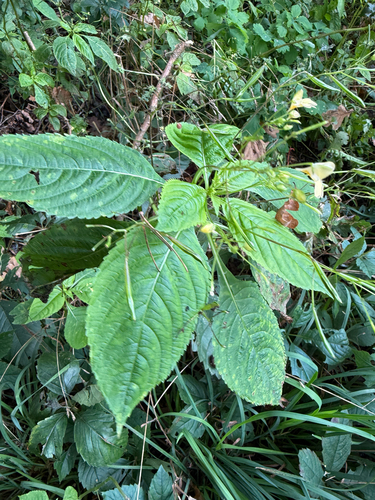 Impatiens parviflora