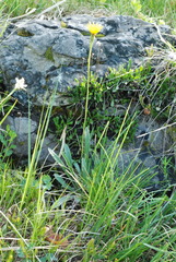 Leontodon tenuiflorus