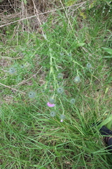 (c) Tony Rebelo, some rights reserved (CC BY-SA) Cirsium vulgare, photograph (c) Tony Rebelo, some rights reserved (CC BY-SA)