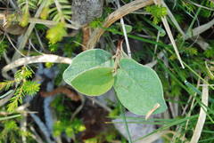 Cotoneaster tomentosus