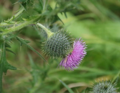 Cirsium vulgare