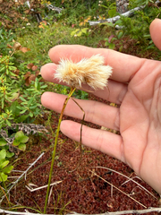 Eriophorum virginicum, photograph (c) maureen_c-m, some rights reserved (CC BY)
