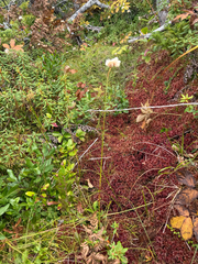 Eriophorum virginicum