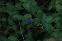 Commelina benghalensis, photograph (c) Tony Rebelo, some rights reserved (CC BY-SA)