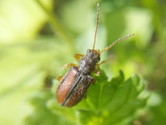 Syneta betulae
