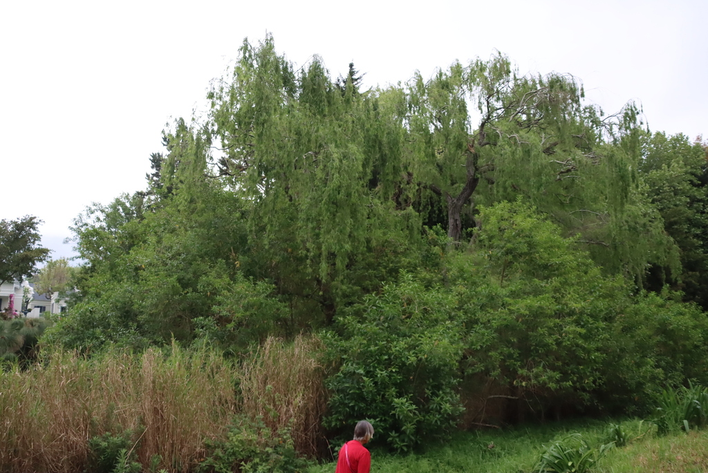 Salix babylonica; photograph (c) Tony Rebelo, some rights reserved (CC BY-SA)