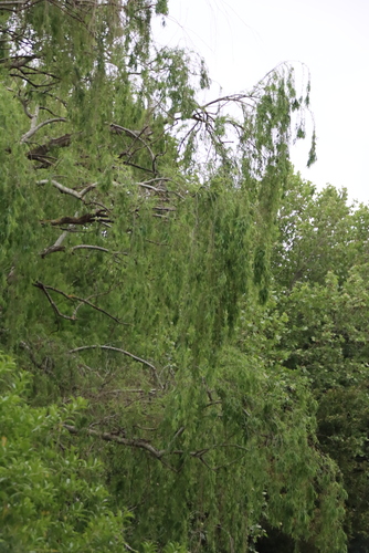Salix babylonica