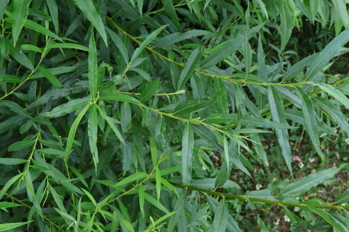 Salix viminalis, photograph 2