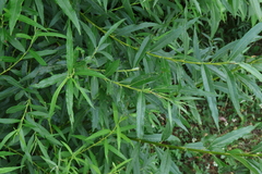 Salix viminalis, photograph (c) Мирослав Соболев, some rights reserved (CC BY)