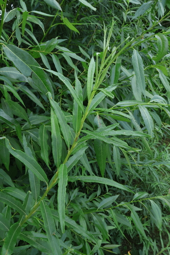 Salix viminalis