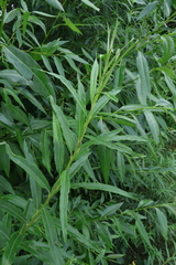Salix viminalis, photograph (c) Мирослав Соболев, some rights reserved (CC BY)
