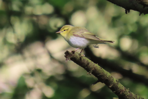 iNaturalist image