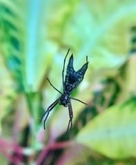 Micrathena pichincha