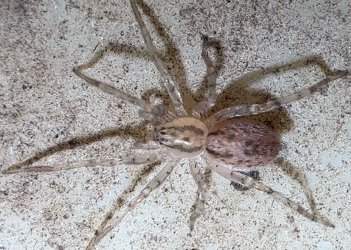 Eastern Spurred Ghost Spider