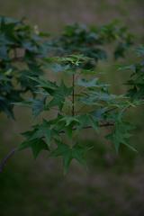 Acer truncatum