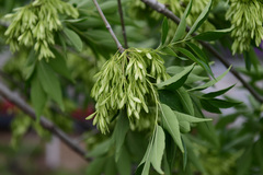 Fraxinus chinensis