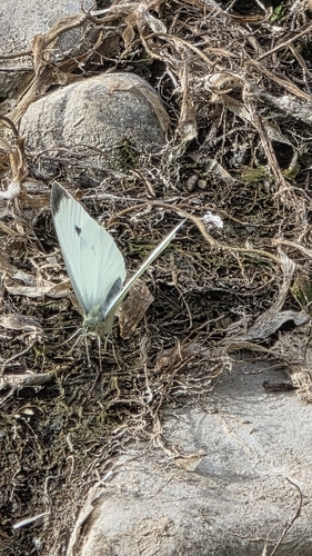 Small White