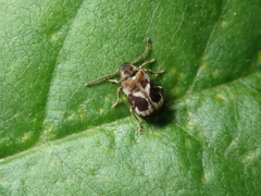 Ptinomorphus regalis