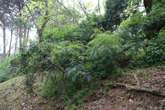 Acacia elata
