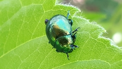 Chrysolina herbacea