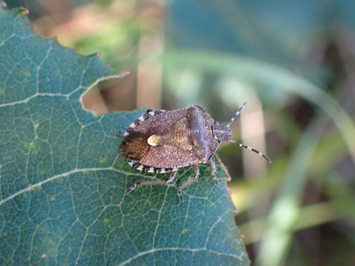 Sloe Bug