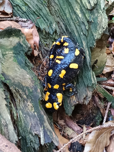 Fire Salamander