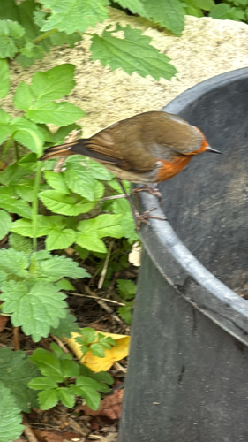 European Robin