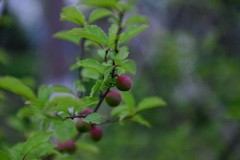 Prunus triloba
