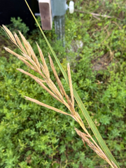 Sporobolus michauxianus