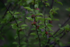 Prunus triloba
