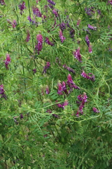 Vicia eriocarpa