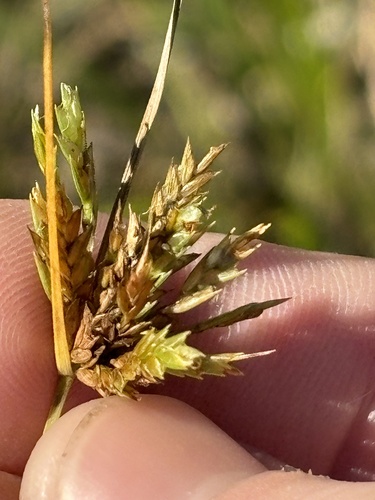 Cyperus schweinitzii observed 2026-09-26