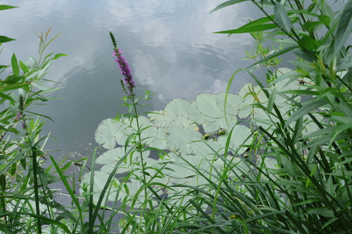 Nuphar lutea, photograph 4
