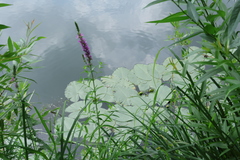 Nuphar lutea, photograph (c) Мирослав Соболев, some rights reserved (CC BY)