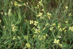 Raphanus raphanistrum