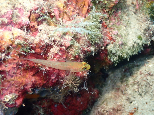 Golden Goby