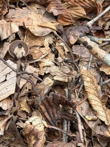 Monotropa uniflora, photograph 2