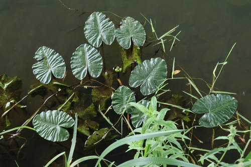 Nuphar lutea, photograph 3